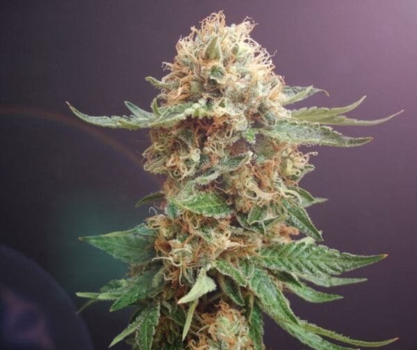 Ghost Train Feminized Seeds